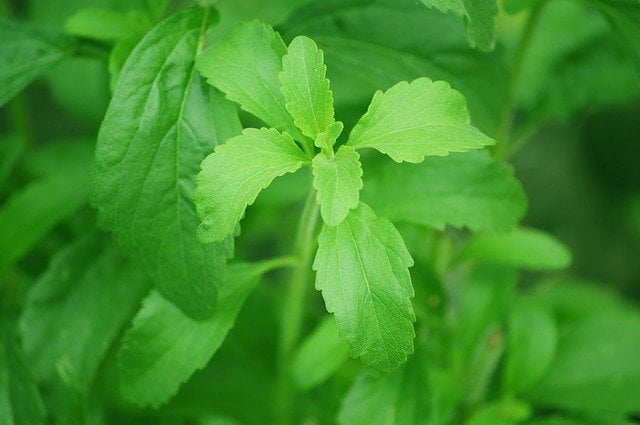 Stevia Rebaudiana - A natural sweetener - cultivation through Hydroponics